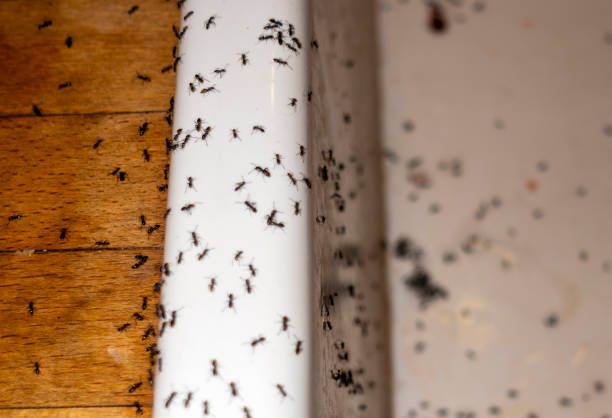 Best Cockroach Control Services  in Wrightsville, AR